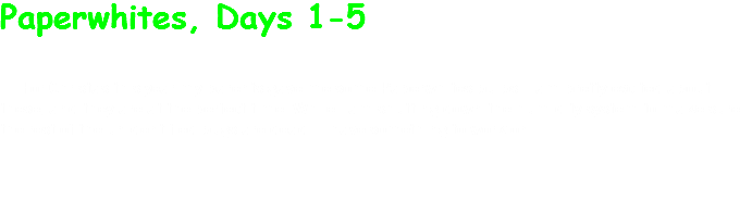 Paperwhites, Days 1-5 For Christas this year my parents gave me some Paperwhites bulbs. I am pretty excited about these, and they are at the perfect time. While i am shutting down the humidity system to make sure the rest of the unidentified bugs are dead ill have something to work on. 